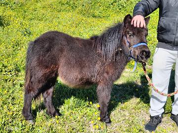 Pony femmina 10 mesi