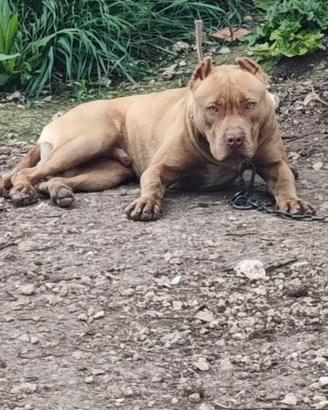 Pitbull Ukc