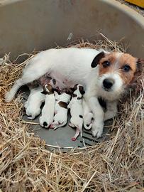 Jack Russell 