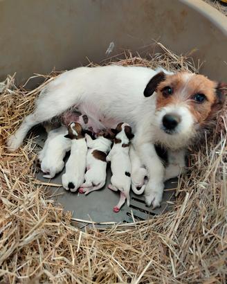 Jack Russell 