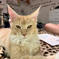 Gatto main Coon per monta