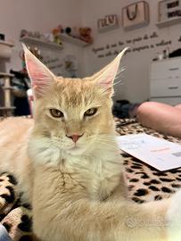 Gatto main Coon per monta