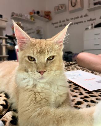 Gatto main Coon per monta