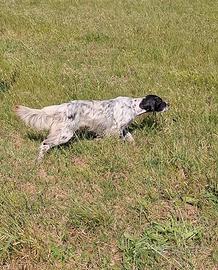 Setter inglese femmina