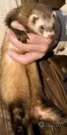 Furetti