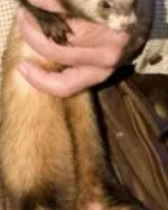 Furetti