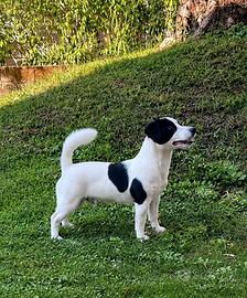 Splendido jack russell
