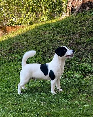 Splendido jack russell
