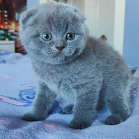 Gattini Scottish Fold con Pedigree