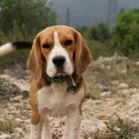 Beagle con pedegree per monta
