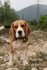Beagle con pedegree per monta