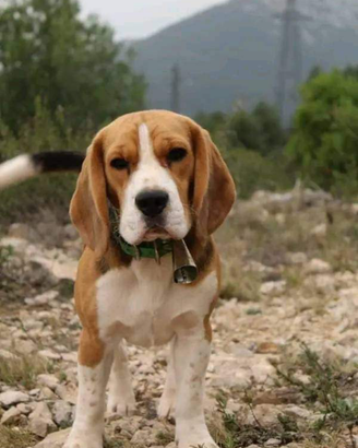 Beagle con pedegree per monta