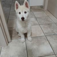 Cucciolo di Siberian Husky
