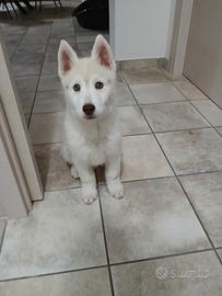 Cucciolo di Siberian Husky