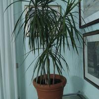 pianta dracena marginata 