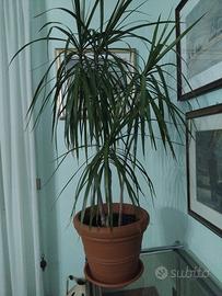 pianta dracena marginata 