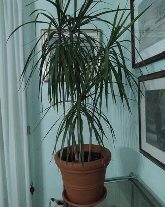 pianta dracena marginata 