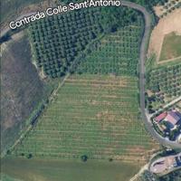 Terreno vigneto e uliveto