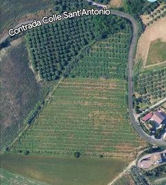Terreno vigneto e uliveto