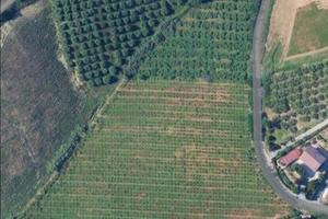 Terreno vigneto e uliveto