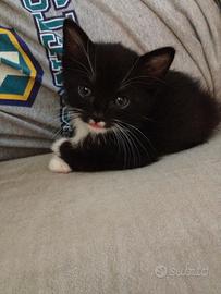 Gattina incrocio British 2 mesi