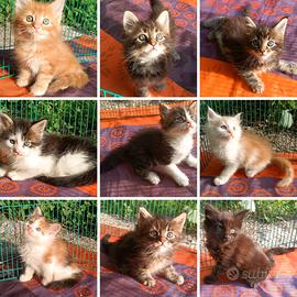 Cuccioli Maine Coon con pedigree e tanti colori