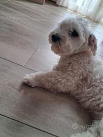 Maltese maschio