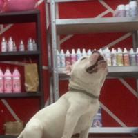 America Bully for sale