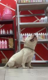 America Bully for sale