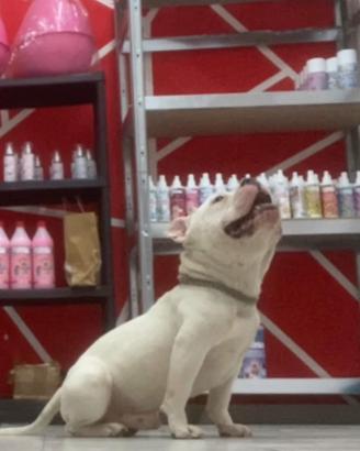 America Bully for sale