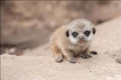 Cuccioli di suricato
