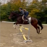 Cavallo da salto