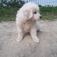 Cuccioli di cane da montagna dei Pirenei