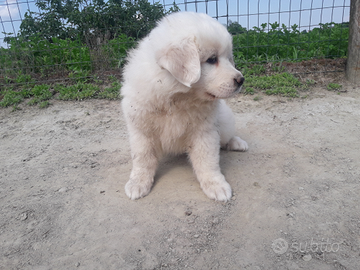 Cuccioli di cane da montagna dei Pirenei