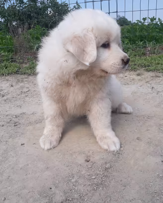 Cuccioli di cane da montagna dei Pirenei