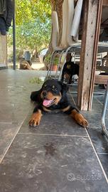 Cuccioli rottweiler
