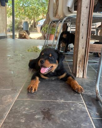 Cuccioli rottweiler