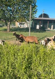 Capra con capretto