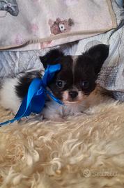 Cuccioli di chihuahua