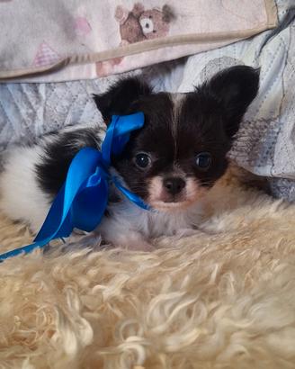 Cuccioli di chihuahua