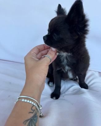 Chihuahua a pelo lungo con pedigree Enci