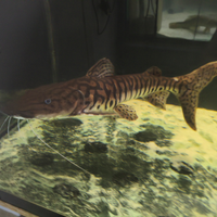 Tsn rtc arowana cichla potamotrygon