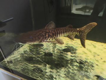 Tsn rtc arowana cichla potamotrygon