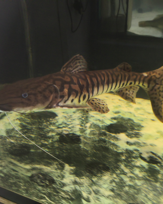 Tsn rtc arowana cichla potamotrygon