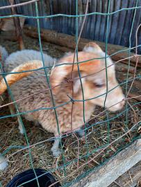 Pecora nana ouessant
