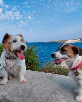 Jack Russell pelo ruvido