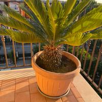 cycas due piante