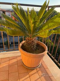 cycas due piante