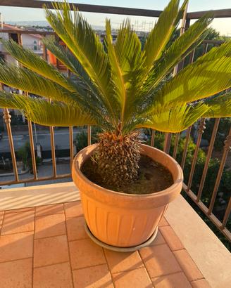 cycas due piante