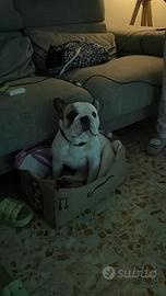 Bulldog Francese ENCI per monte